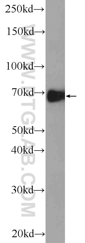 ARNTL Polyclonal antibody