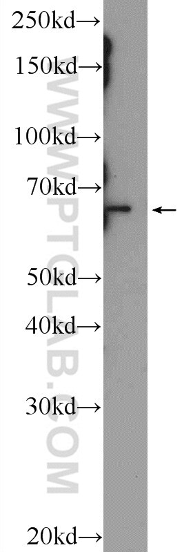 Western Blot (WB) analysis of HT-1080 cells using ARNTL Polyclonal antibody (14268-1-AP)