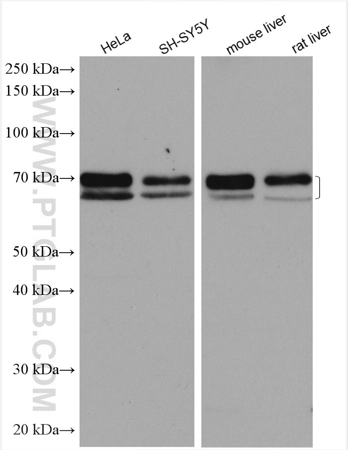 Western Blot (WB) analysis of various lysates using ARNTL Polyclonal antibody (14268-1-AP)