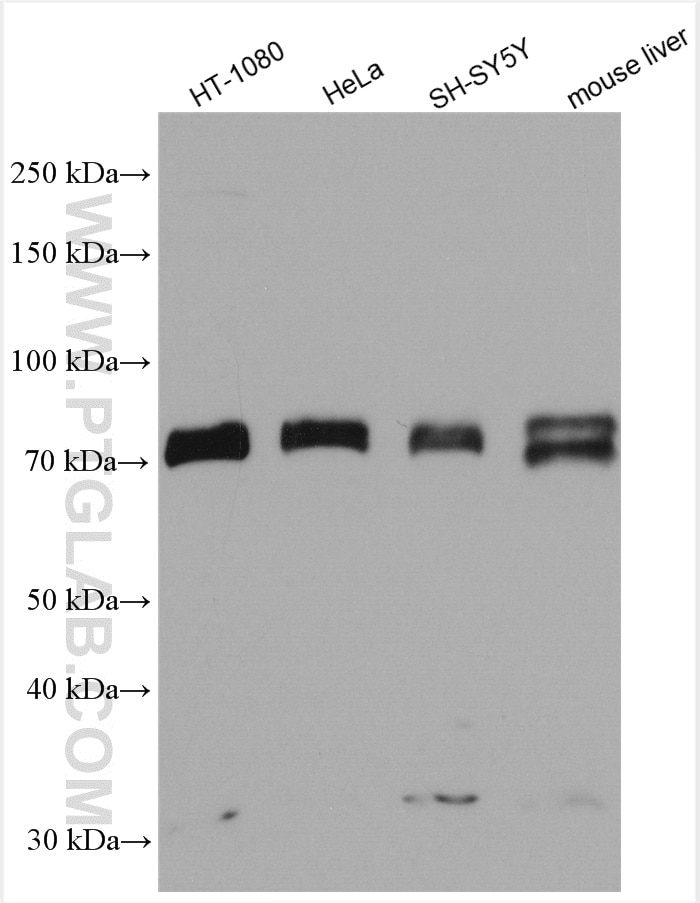 Western Blot (WB) analysis of various lysates using ARNTL Polyclonal antibody (14268-1-AP)