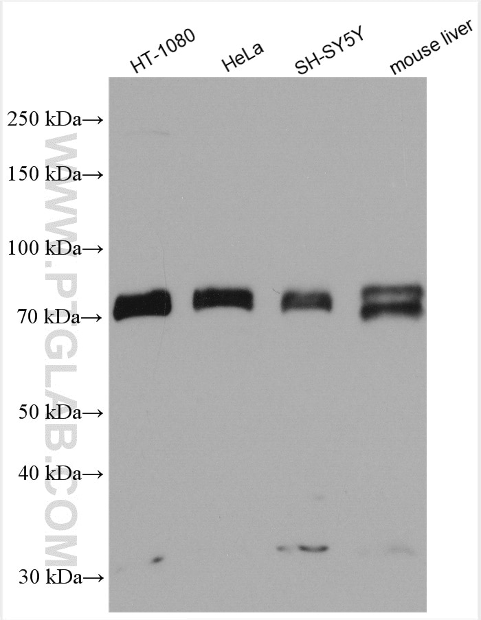 Western Blot (WB) analysis of various lysates using BMAL1 Polyclonal antibody (14268-1-AP)