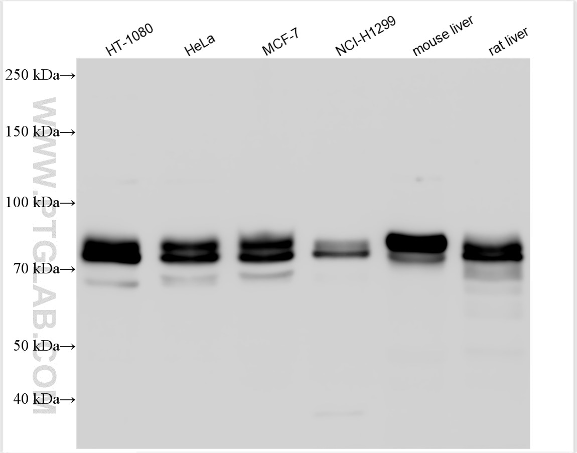 Western Blot (WB) analysis of various lysates using ARNTL Polyclonal antibody (14268-1-AP)