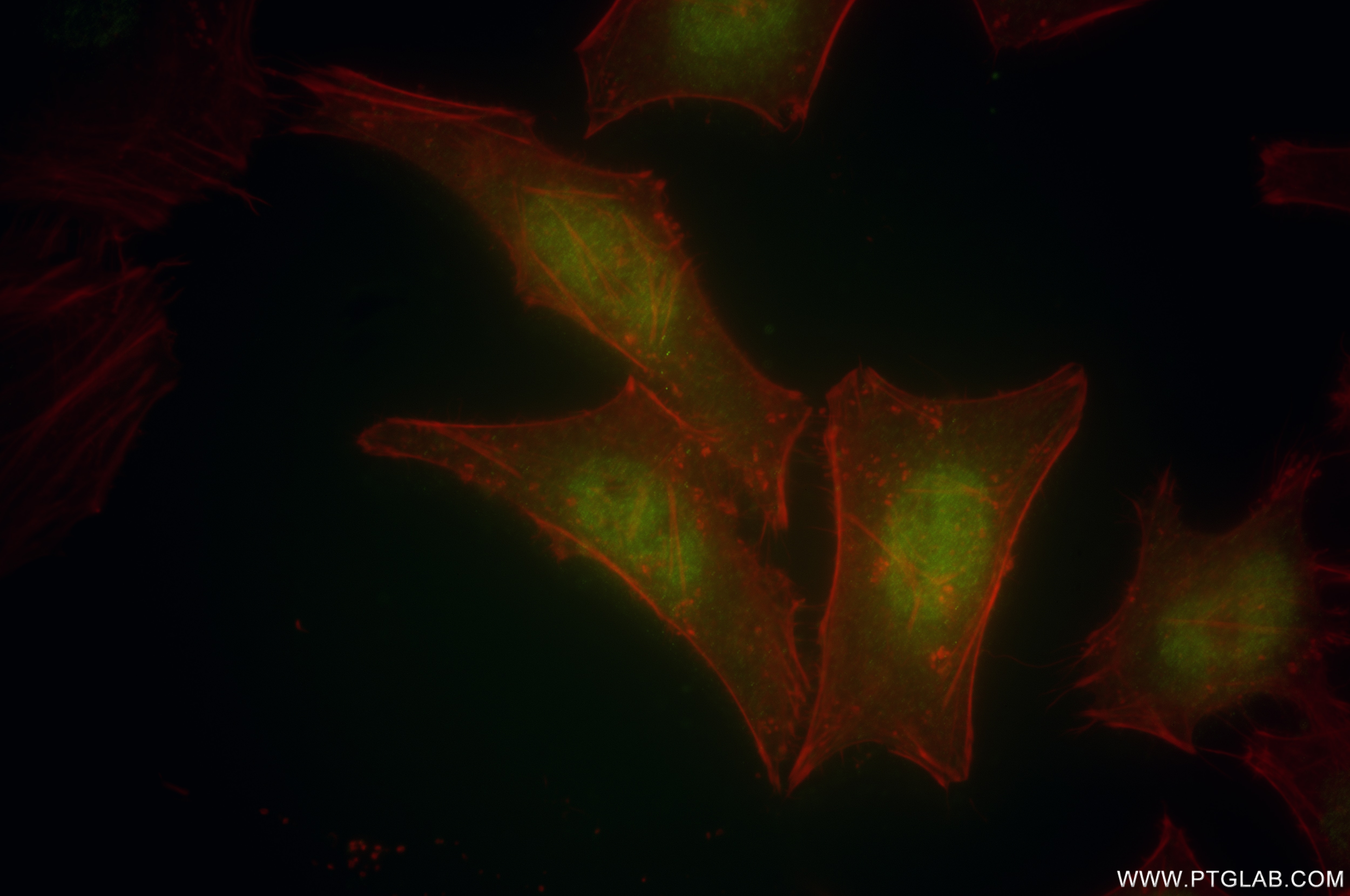 Immunofluorescence (IF) / fluorescent staining of HeLa cells using ARNTL Recombinant antibody (86113-1-RR)