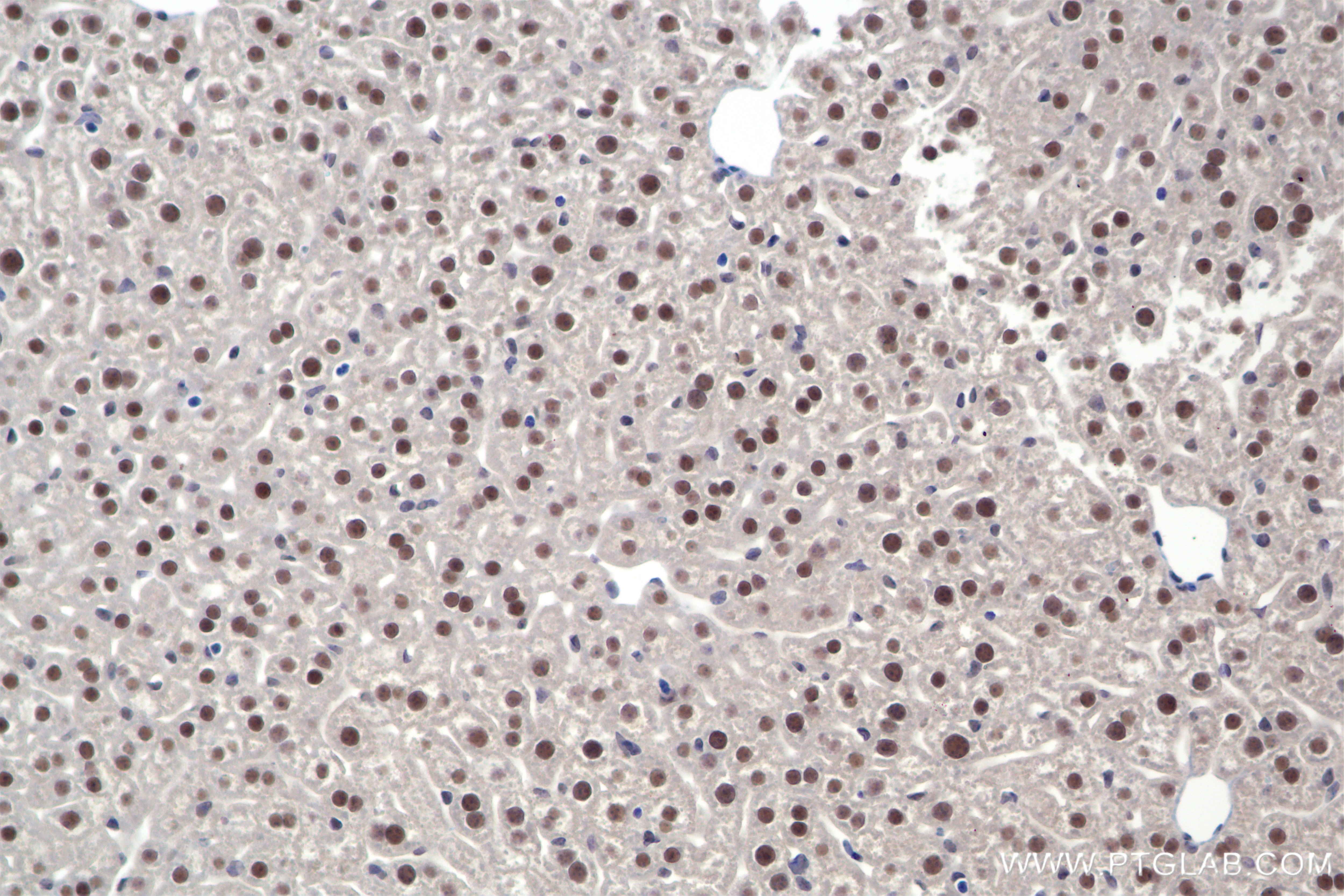 Immunohistochemistry (IHC) staining of mouse liver tissue using ARNTL Recombinant antibody (86113-1-RR)