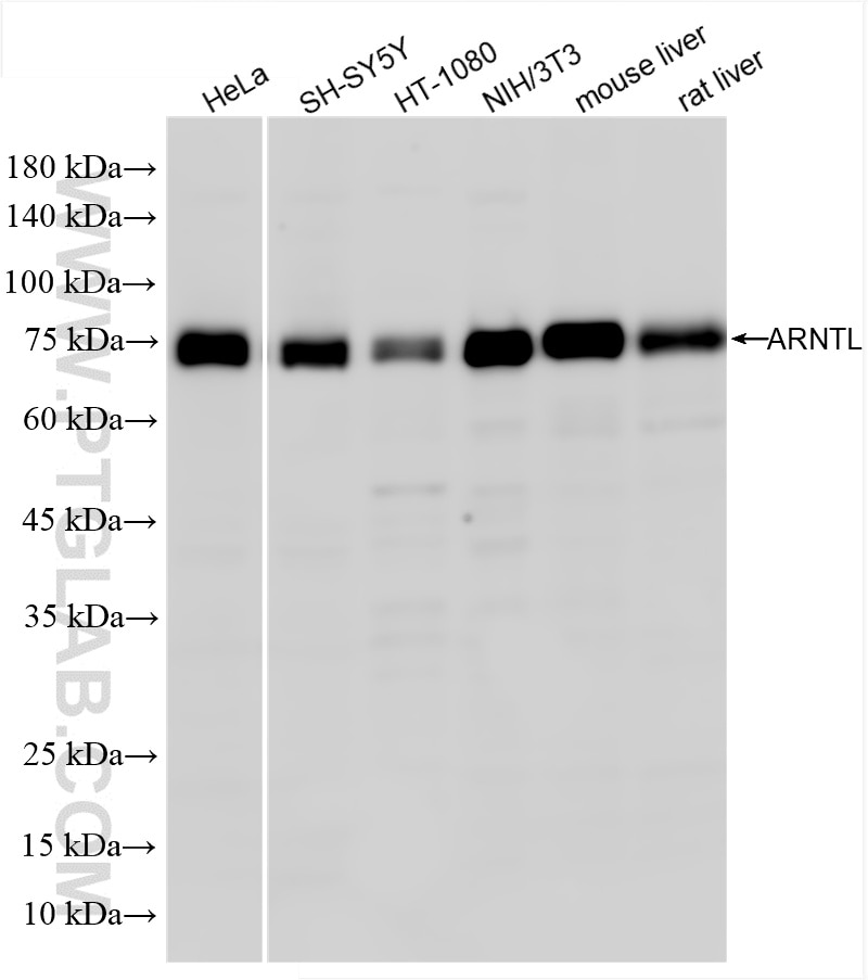 ARNTL