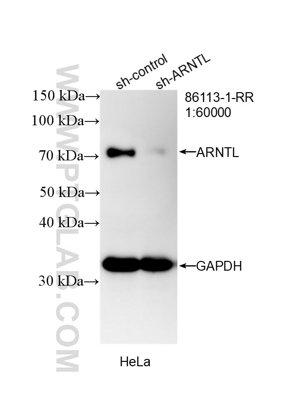 Western Blot (WB) analysis of HeLa cells using ARNTL Recombinant antibody (86113-1-RR)