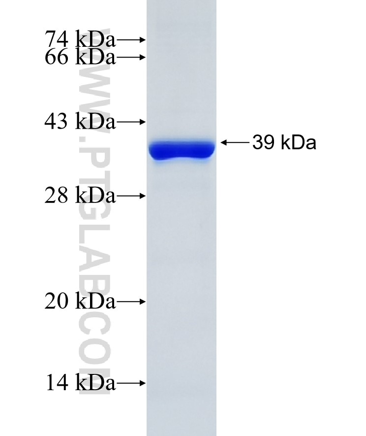 ARNTL fusion protein Ag5945 SDS-PAGE