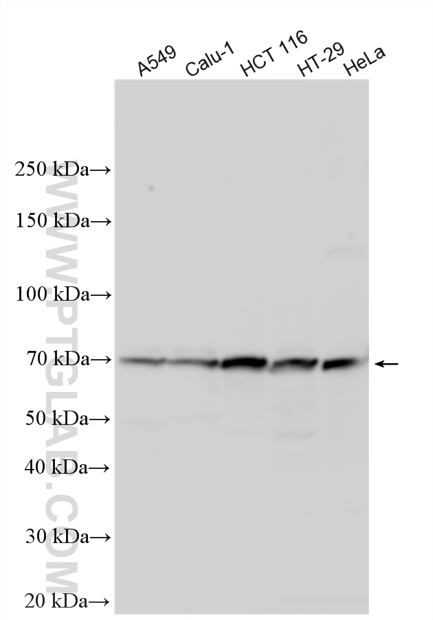 Western Blot (WB) analysis of various lysates using ARNTL2 Polyclonal antibody (23908-1-AP)