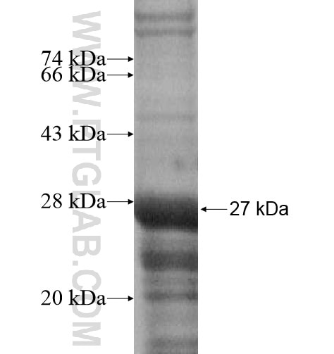 ARNTL2 fusion protein Ag15082 SDS-PAGE
