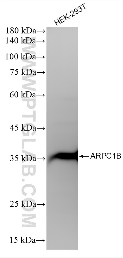 Western Blot (WB) analysis of HEK-293T cells using ARPC1B Recombinant monoclonal antibody (87393-1-RR)