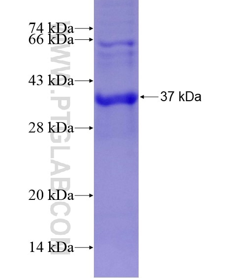 ARPC1B fusion protein Ag29001 SDS-PAGE