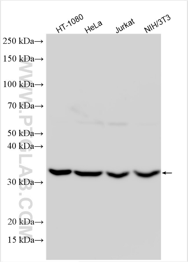 Western Blot (WB) analysis of various lysates using ARPC2 Polyclonal antibody (15058-1-AP)