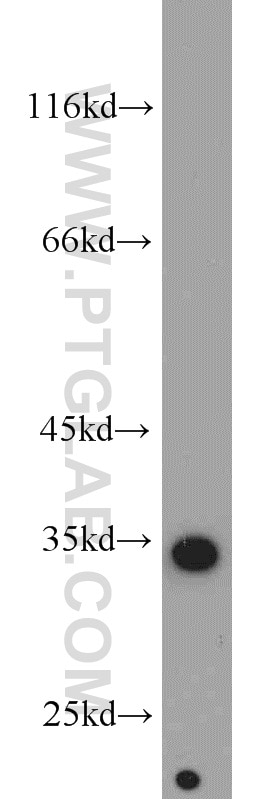 Western Blot (WB) analysis of PC-3 cells using ARPC2 Polyclonal antibody (15058-1-AP)