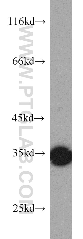Western Blot (WB) analysis of 3T3-L1 cells using ARPC2 Polyclonal antibody (15058-1-AP)