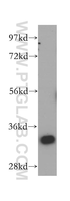 Western Blot (WB) analysis of PC-3 cells using ARPC2 Polyclonal antibody (15058-1-AP)