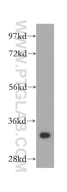 Western Blot (WB) analysis of NIH/3T3 cells using ARPC2 Polyclonal antibody (15058-1-AP)