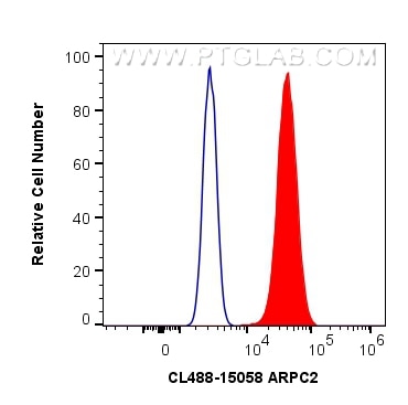 Flow cytometry (FC) experiment of HeLa cells using CoraLite® Plus 488-conjugated ARPC2 Polyclonal ant (CL488-15058)