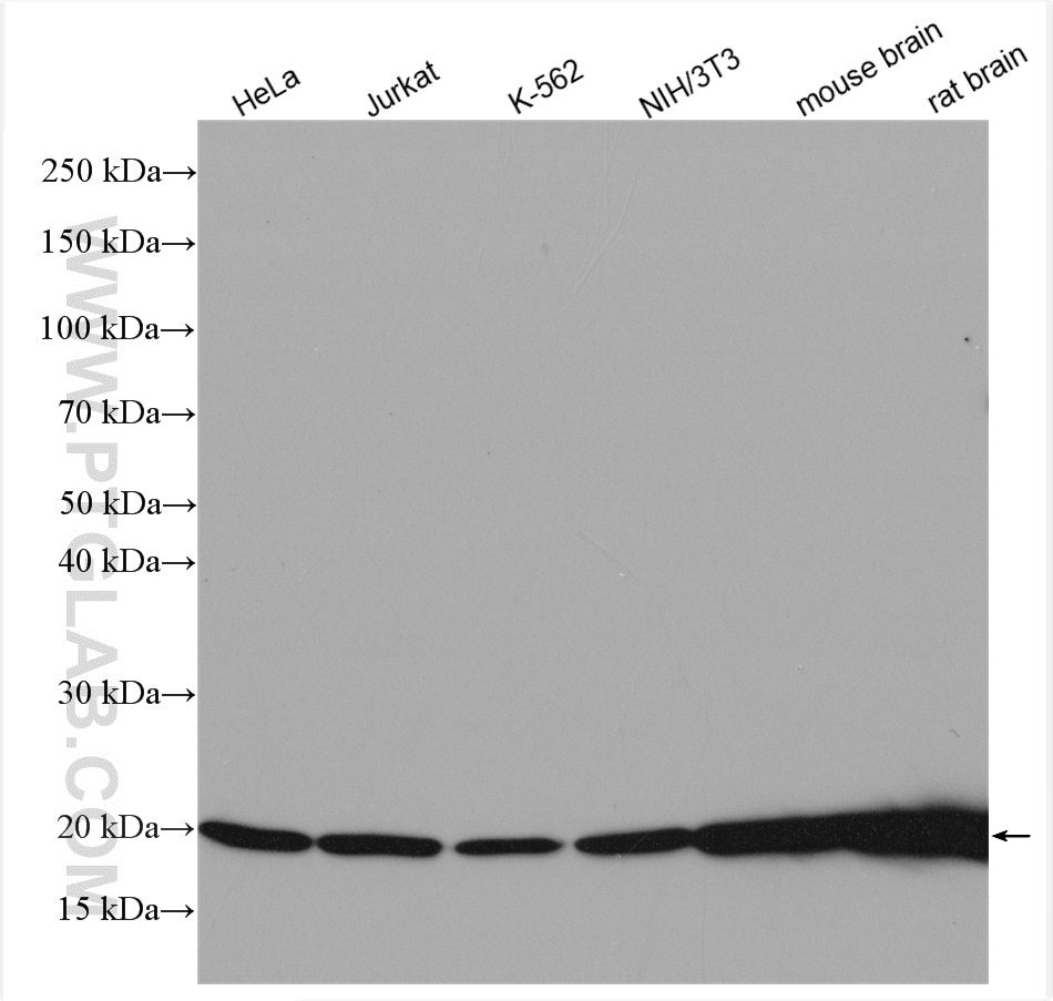 Western Blot (WB) analysis of HeLa cells using ARPC3 Polyclonal antibody (14652-1-AP)