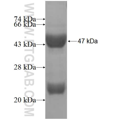 ARPC3 fusion protein Ag6249 SDS-PAGE