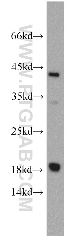 Western Blot (WB) analysis of mouse cerebellum tissue using ARPC4 Polyclonal antibody (10930-1-AP)