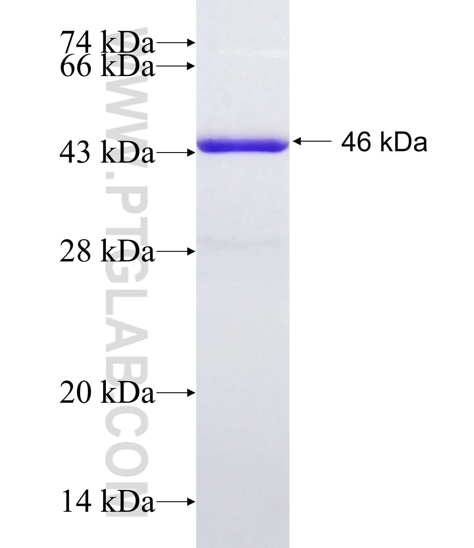 ARPC4 fusion protein Ag1366 SDS-PAGE