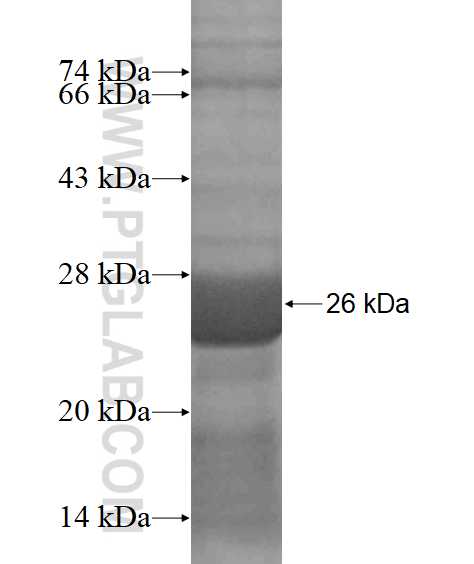 ARPC4 fusion protein Ag18043 SDS-PAGE
