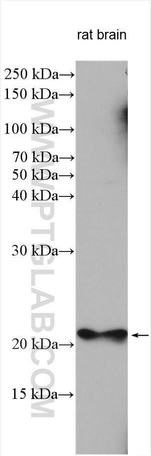 WB analysis using 16717-1-AP