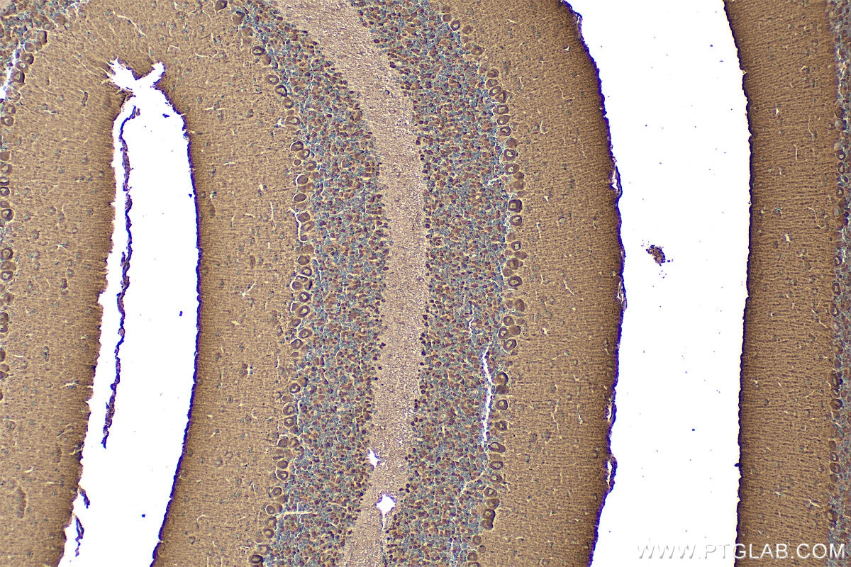 Immunohistochemistry (IHC) staining of mouse cerebellum tissue using ARPC5L Polyclonal antibody (22025-1-AP)