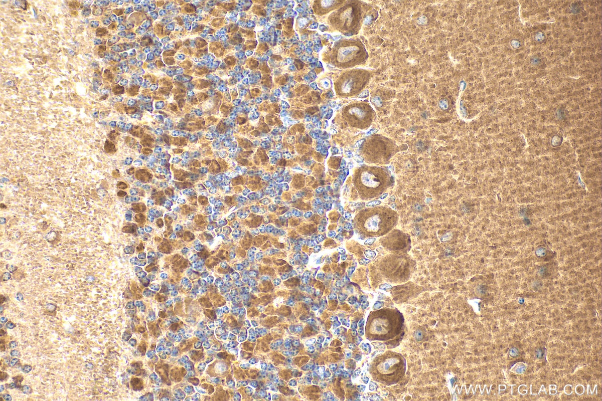 Immunohistochemistry (IHC) staining of mouse cerebellum tissue using ARPC5L Polyclonal antibody (22025-1-AP)