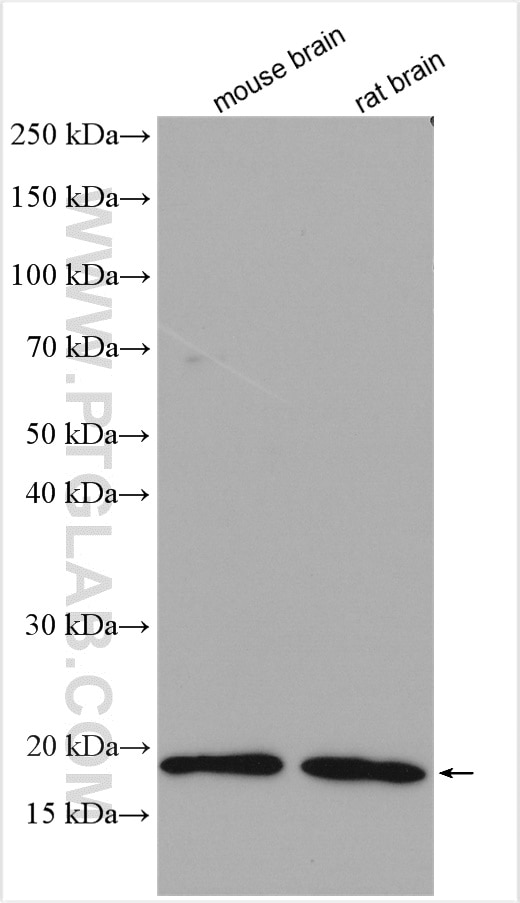 Western Blot (WB) analysis of various lysates using ARPC5L Polyclonal antibody (22025-1-AP)