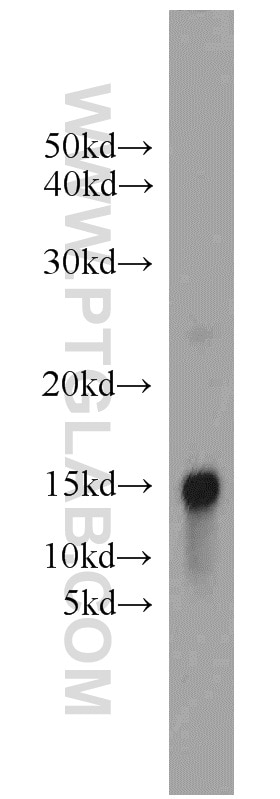Western Blot (WB) analysis of NIH/3T3 cells using ARPC5L Polyclonal antibody (22025-1-AP)