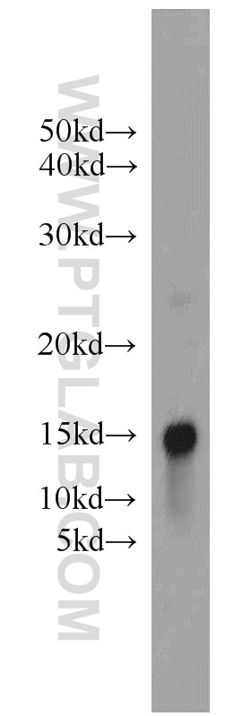 WB analysis of NIH/3T3 using 22025-1-AP