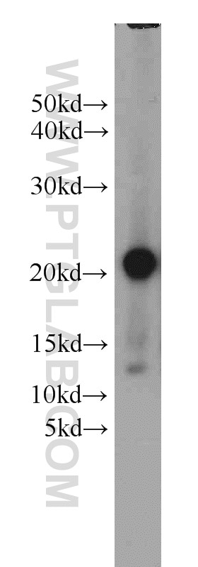 Western Blot (WB) analysis of mouse lung tissue using ARPC5L Polyclonal antibody (22025-1-AP)