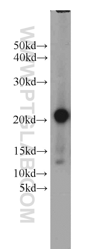 WB analysis of mouse lung using 22025-1-AP