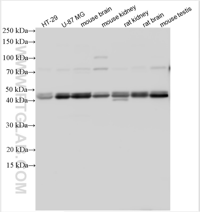 Western Blot (WB) analysis of various lysates using ACTRT3/ARPM1 Polyclonal antibody (10652-1-AP)