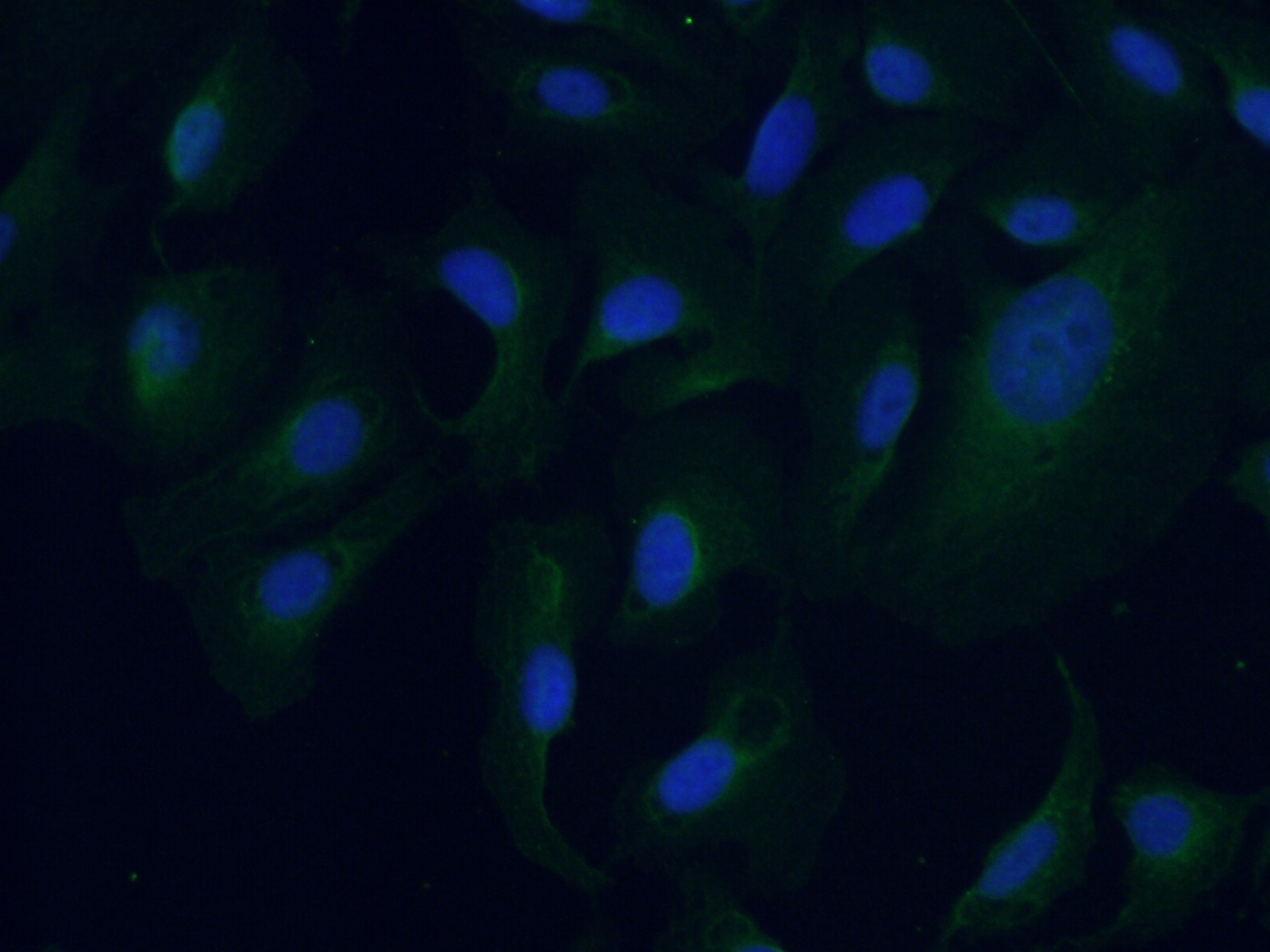 Immunofluorescence (IF) / fluorescent staining of U2OS cells using ACTRT3/ARPM1 Polyclonal antibody (27580-1-AP)