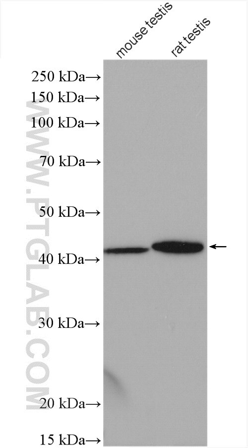 Western Blot (WB) analysis of various lysates using ACTRT3/ARPM1 Polyclonal antibody (27580-1-AP)