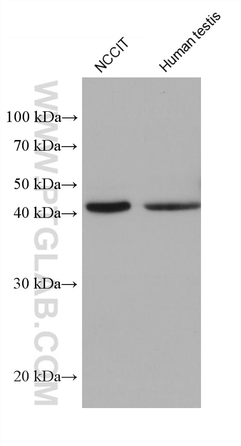 Western Blot (WB) analysis of various lysates using ACTRT3/ARPM1 Monoclonal antibody (68372-1-Ig)