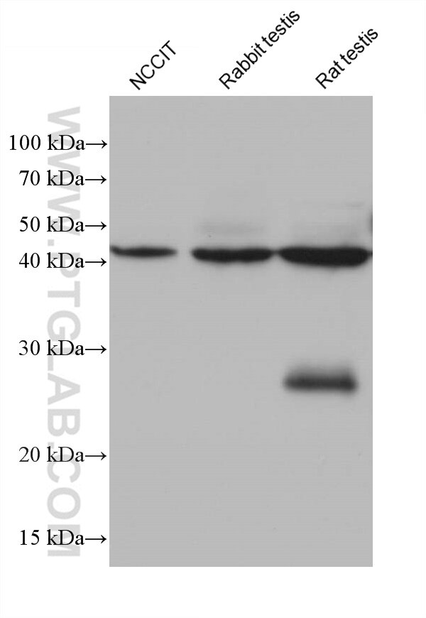 Western Blot (WB) analysis of various lysates using ACTRT3/ARPM1 Monoclonal antibody (68372-1-Ig)