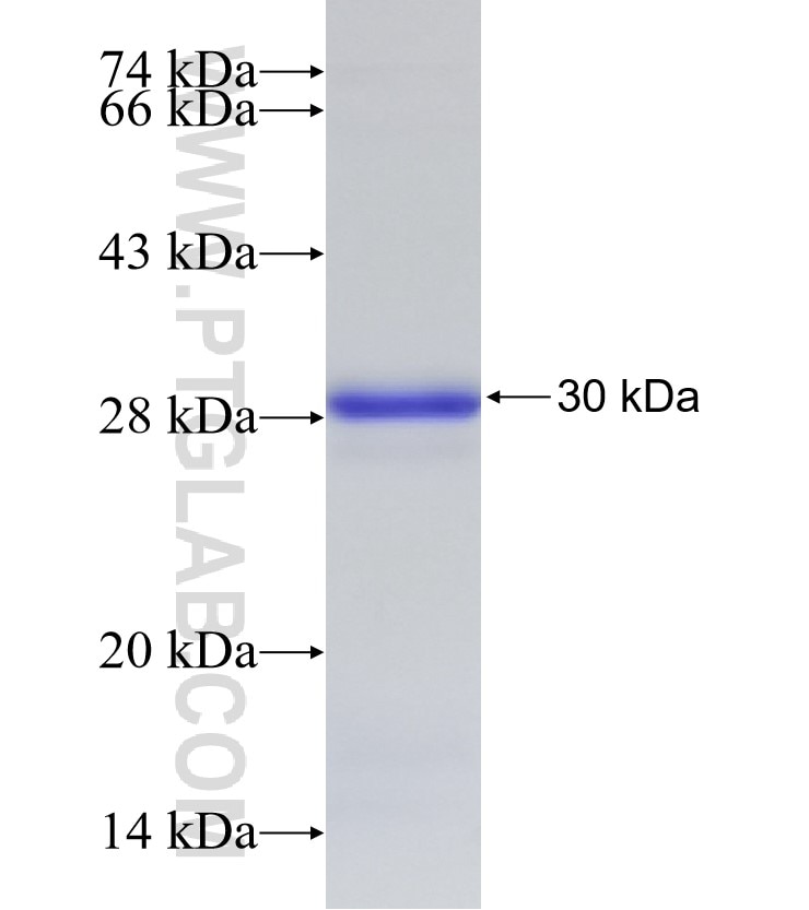 ARPM1 fusion protein Ag33162 SDS-PAGE