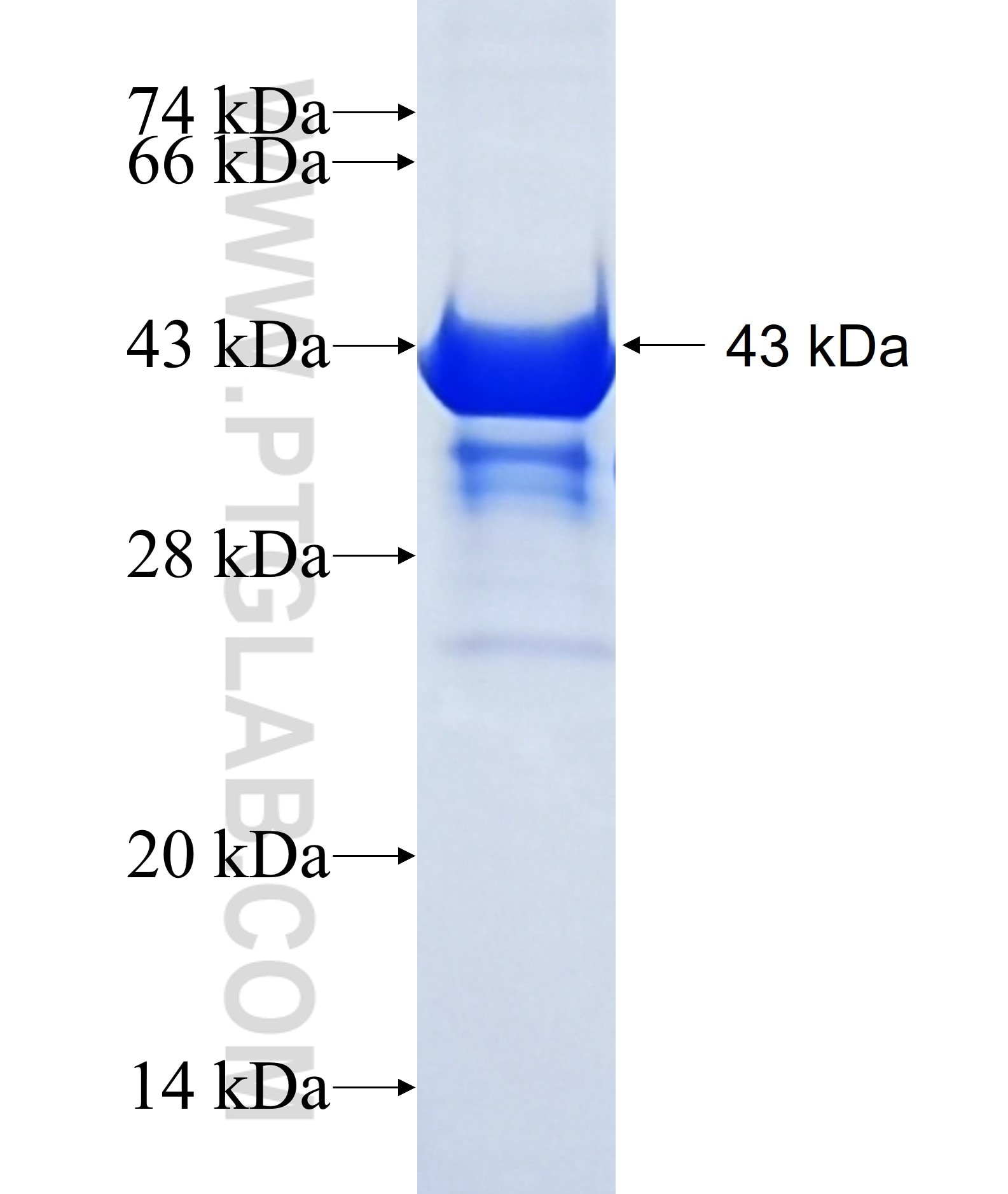 ARPP-19 fusion protein Ag2279 SDS-PAGE