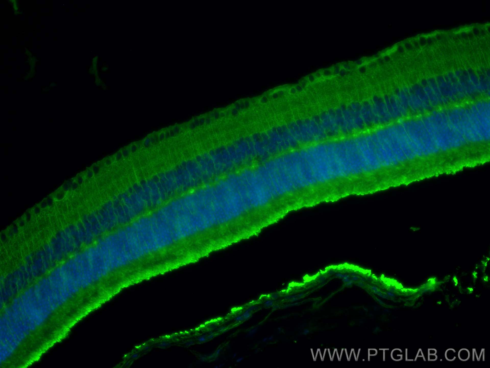 Immunofluorescence (IF) / fluorescent staining of mouse eye tissue using Arrestin C Polyclonal antibody (11100-2-AP)