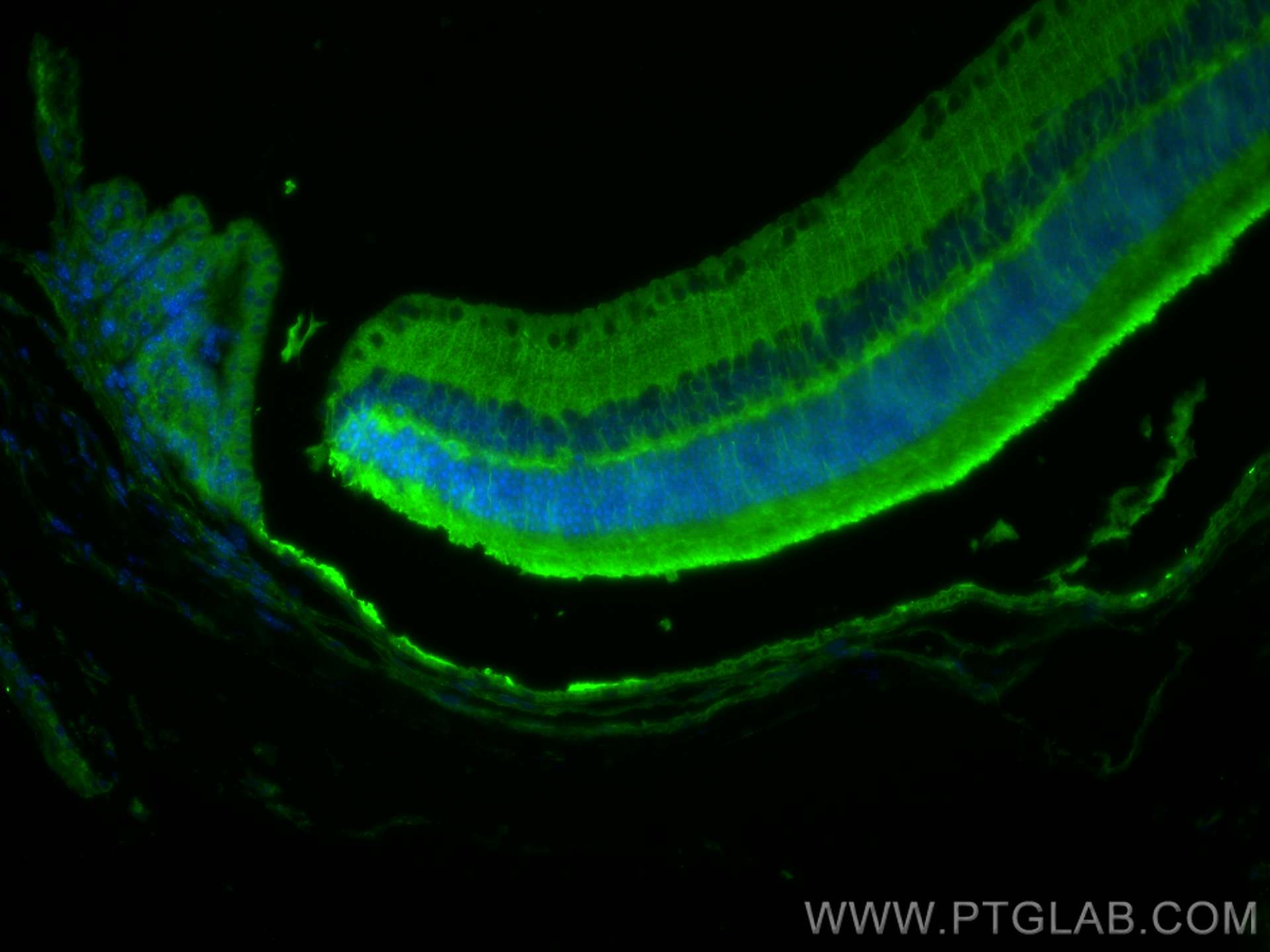 Immunofluorescence (IF) / fluorescent staining of mouse eye tissue using Arrestin C Polyclonal antibody (11100-2-AP)
