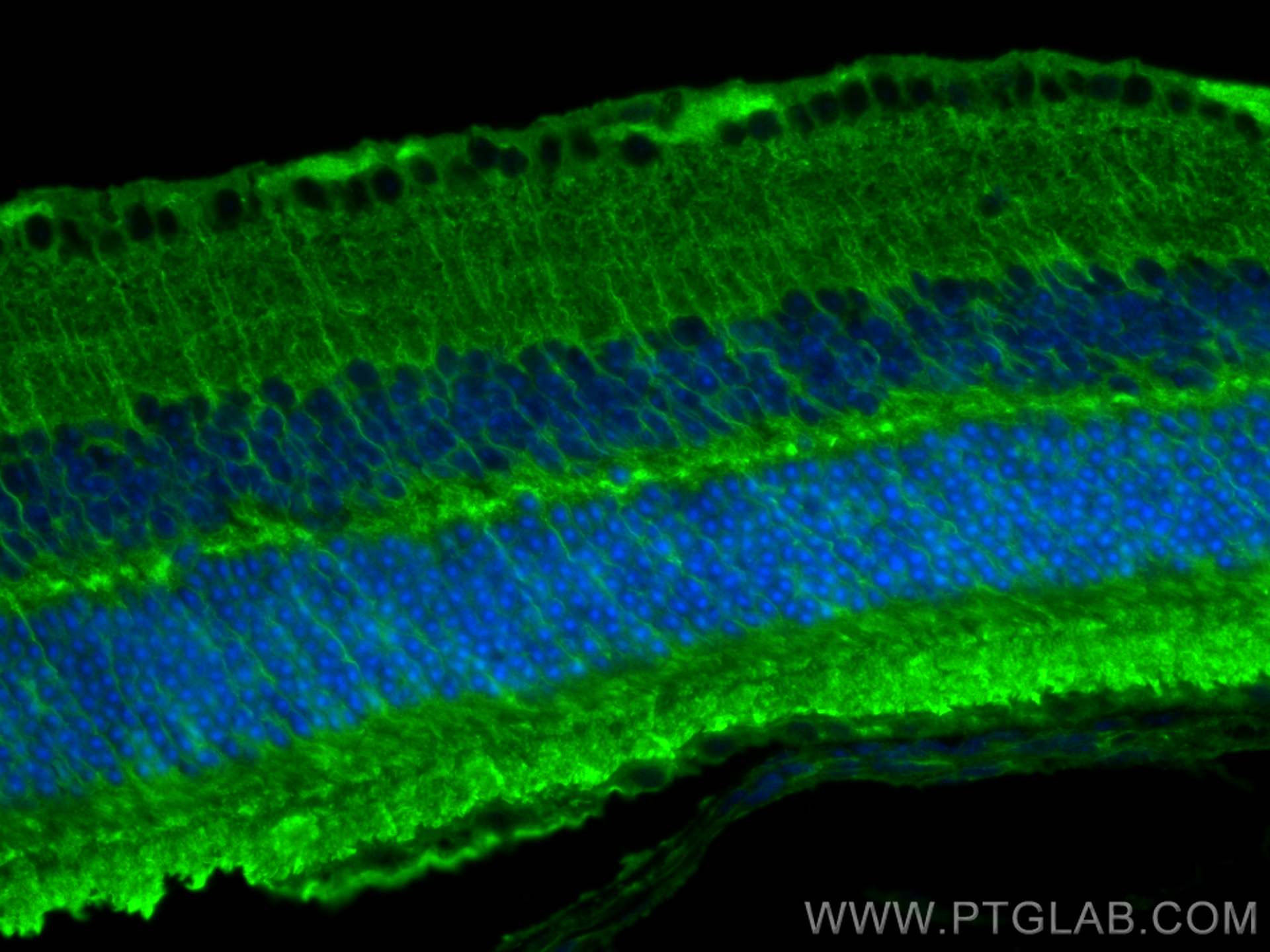 Immunofluorescence (IF) / fluorescent staining of mouse eye tissue using Arrestin C Polyclonal antibody (11100-2-AP)