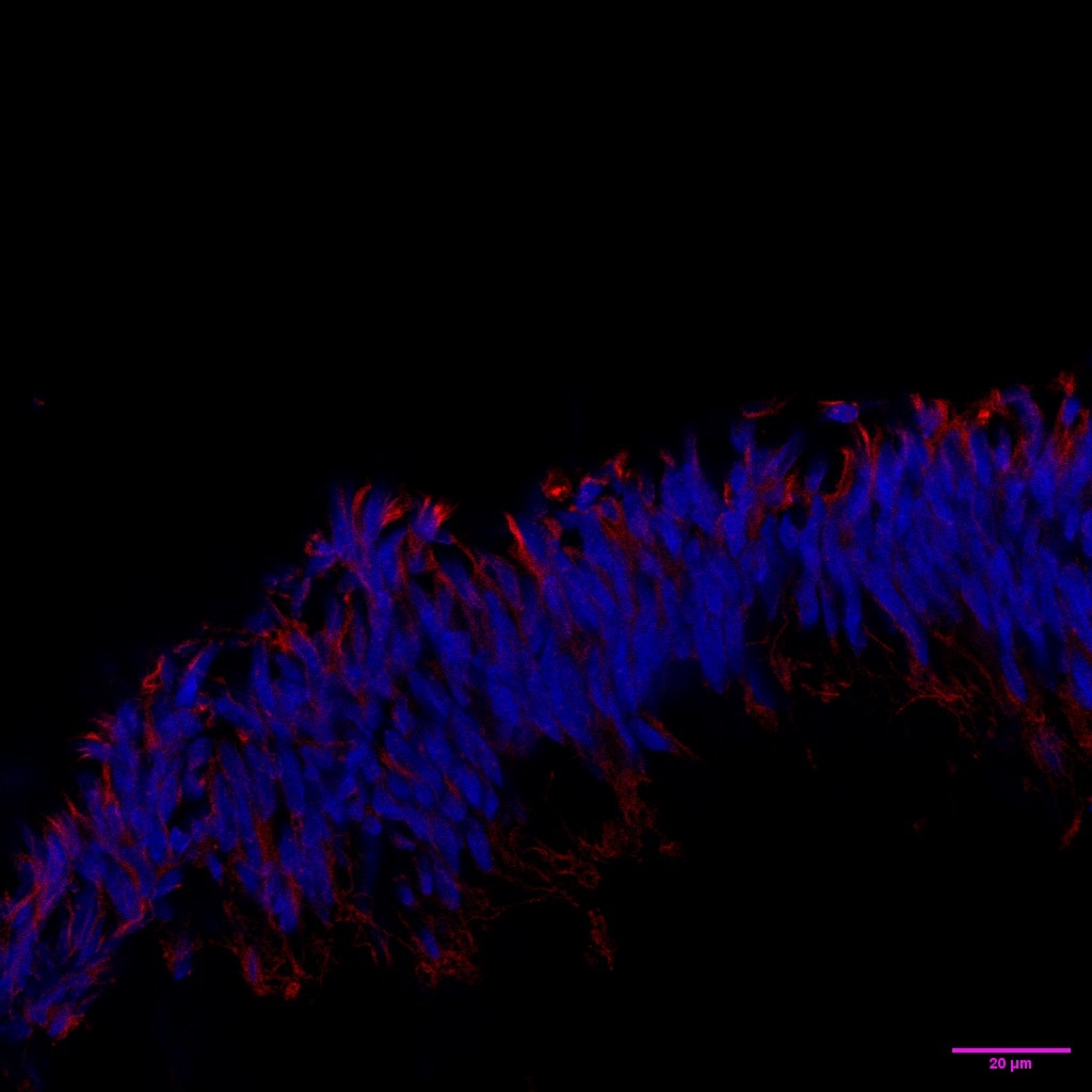 Immunofluorescence (IF) / fluorescent staining of Retinal organoids using Arrestin C Polyclonal antibody (11100-2-AP)