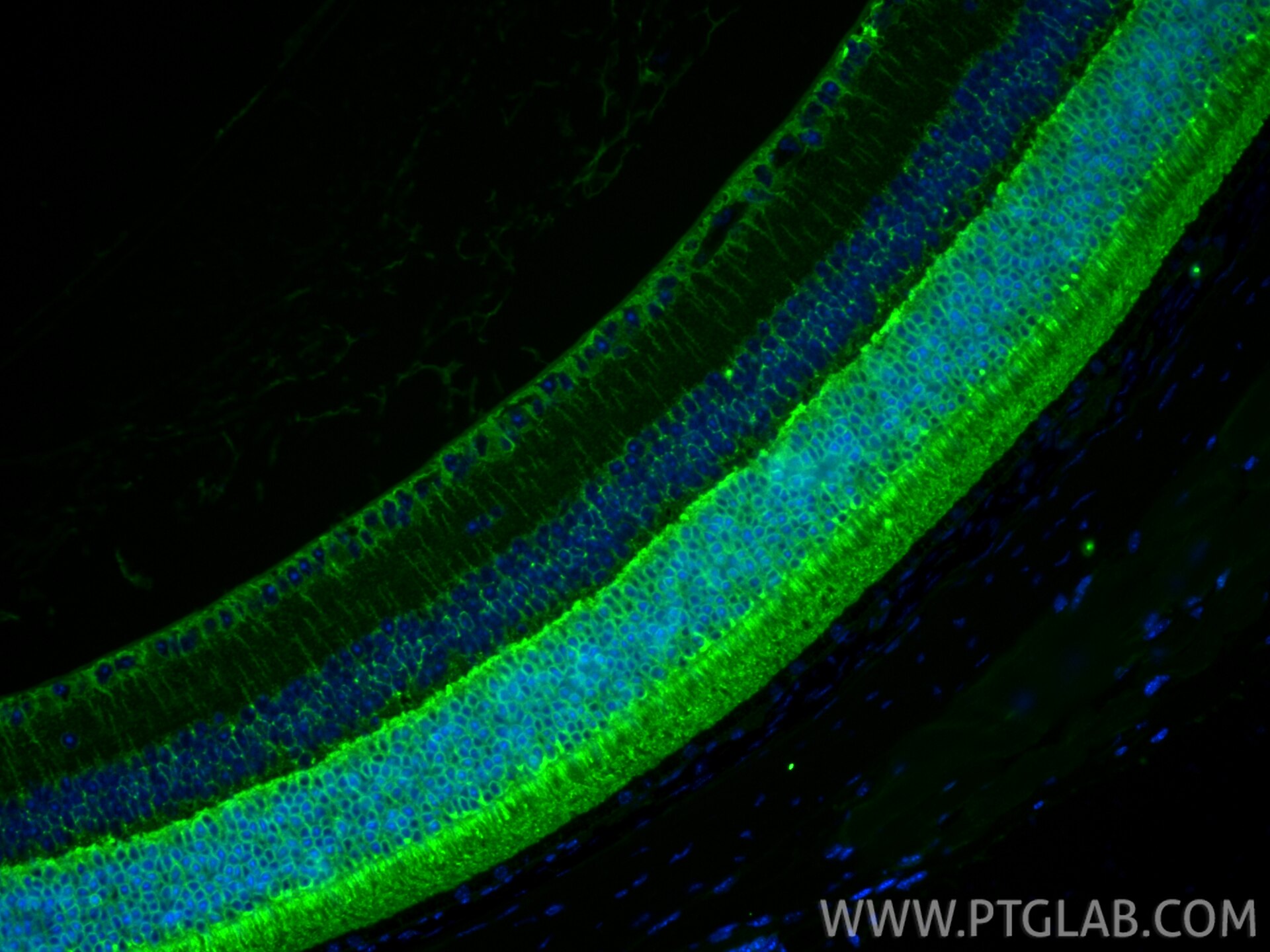 Immunofluorescence (IF) / fluorescent staining of mouse eye tissue using Arrestin C Polyclonal antibody (11100-2-AP)