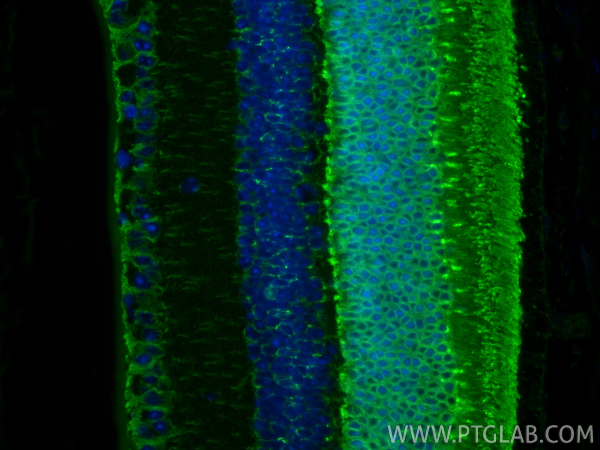 Immunofluorescence (IF) / fluorescent staining of mouse eye tissue using Arrestin C Polyclonal antibody (11100-2-AP)