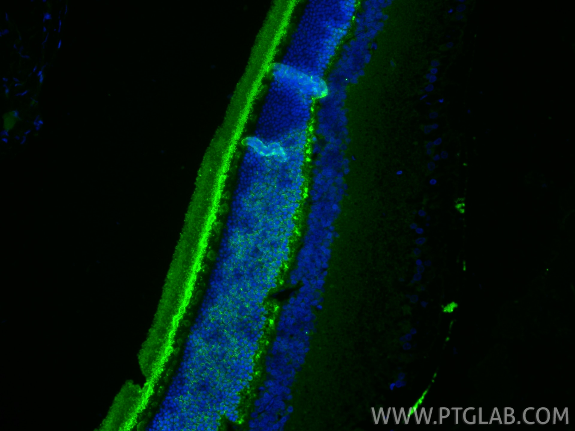 Immunofluorescence (IF) / fluorescent staining of rat eye tissue using Arrestin C Polyclonal antibody (11100-2-AP)
