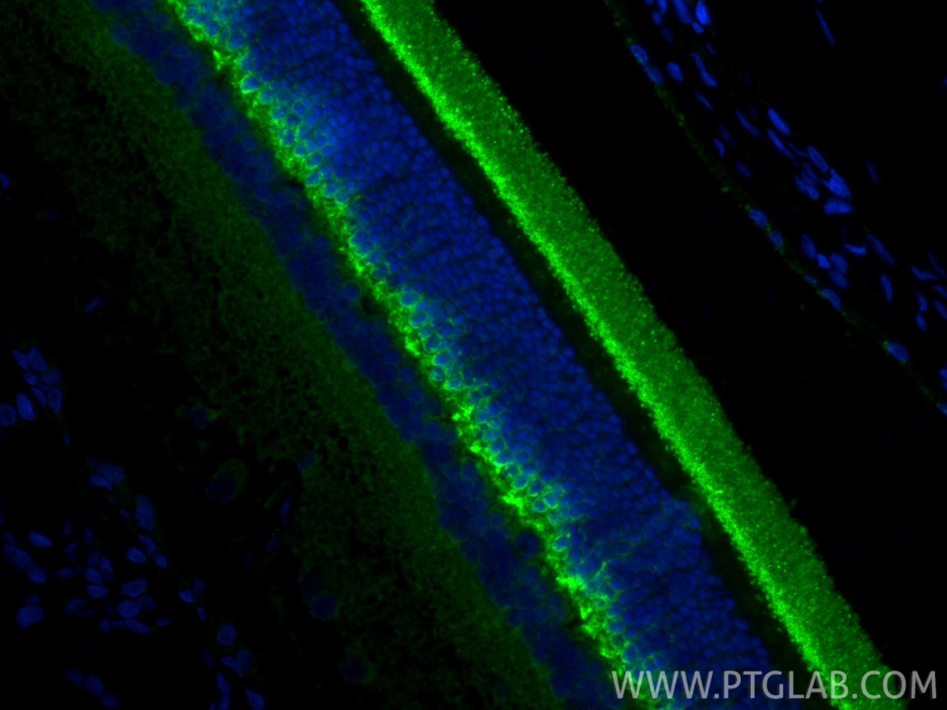 Immunofluorescence (IF) / fluorescent staining of rat eye tissue using Arrestin C Polyclonal antibody (11100-2-AP)