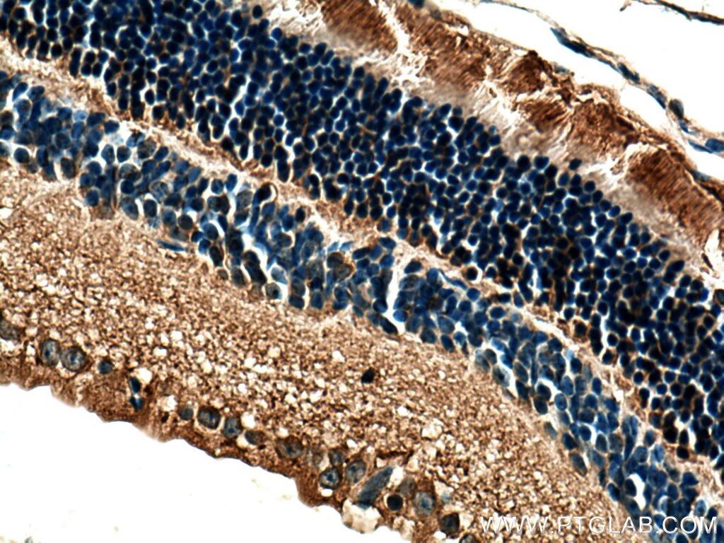 Immunohistochemistry (IHC) staining of mouse eye tissue using Arrestin C Polyclonal antibody (11100-2-AP)